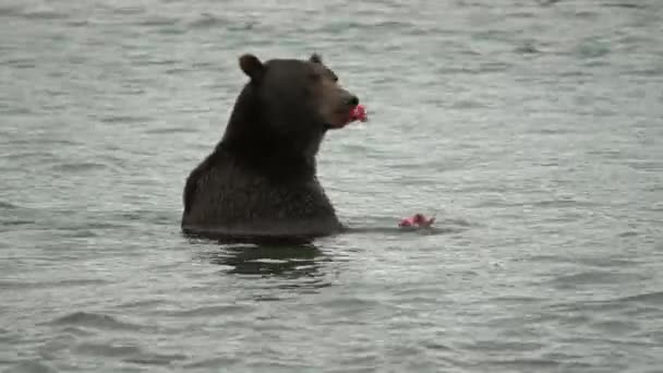 Καφέ Αρκούδα Τρώει Σολομό Καμτσάτκα Ρωσία — Αρχείο Βίντεο
