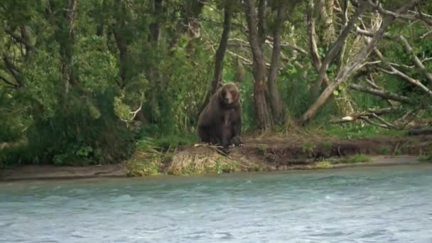 Urso Pardo Grande Floresta Perto Rio — Vídeo de Stock