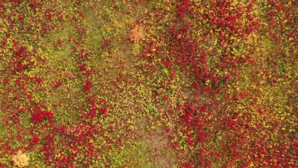 Voando Sobre Flores Vermelhas Norte Fundo Grama Amarela Kamchatka Rússia — Vídeo de Stock