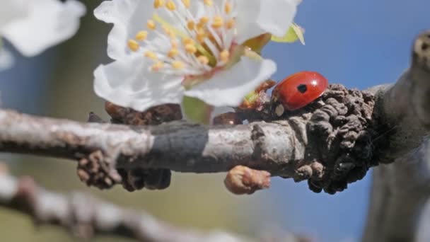 Flores Ameixa Macro Joaninha Uma Árvore Dia Ensolarado Fundo Primavera — Vídeo de Stock