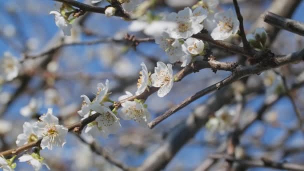 Śliwkowe Kwiaty Drzewie Słoneczny Dzień Wiosenne Tło Kwitnące Drzewa — Wideo stockowe
