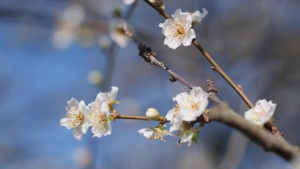Flores Ameixa Uma Árvore Dia Ensolarado Fundo Primavera Árvores Floridas — Vídeo de Stock