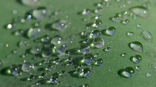 Вода Падає Зелене Листя Трави Після Дощу Макро — стокове відео