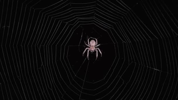 Spider Sitting Web Night — Stock Video