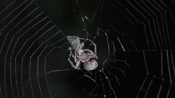 Spider Caza Web Por Noche Comer Presa — Vídeo de stock