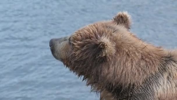 Ryby Niedźwiedzia Brunatnego Rzece — Wideo stockowe