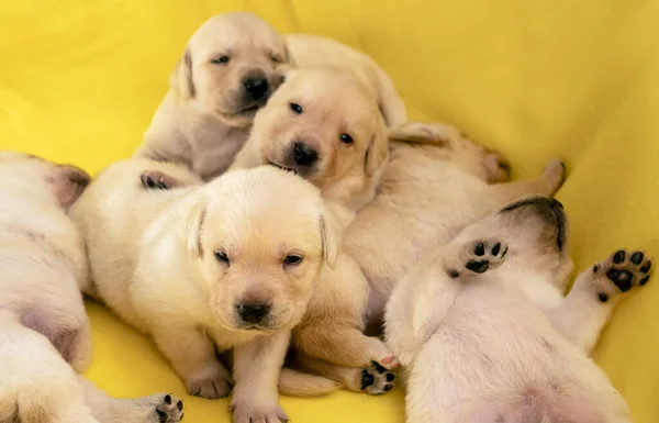 Genç sarı labrador yavruları. — Stok fotoğraf