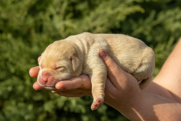 Yeni doğmuş labrador köpek yavrusu ellerinde. — Stok fotoğraf