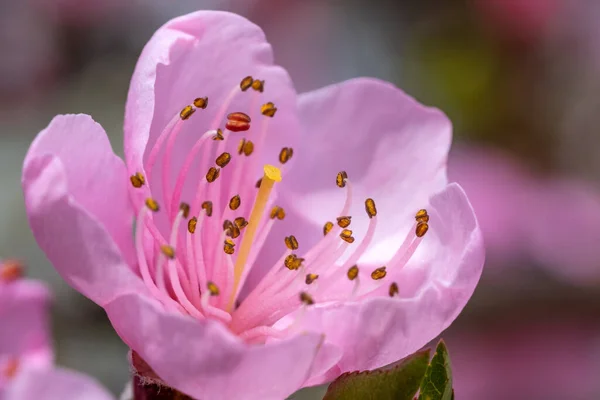 Flores de pêssego na primavera — Fotografia de Stock