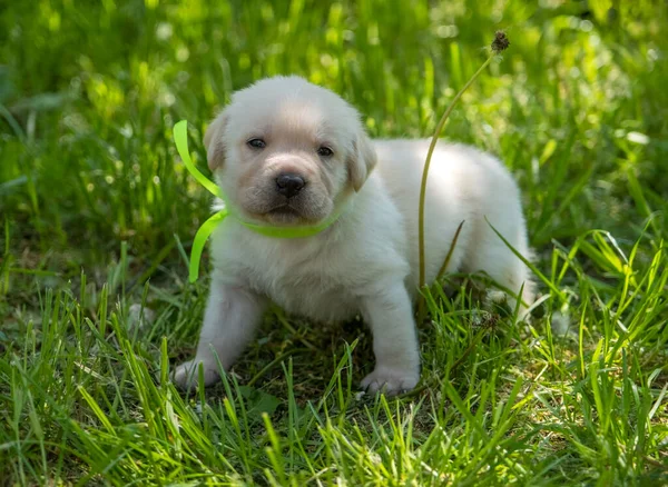 Cachorro labrador en hierba verde — Foto de Stock