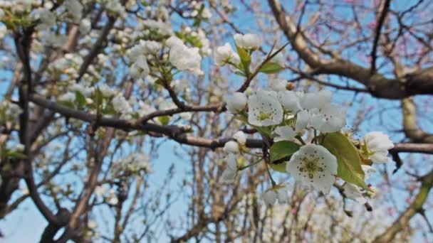Güneşli Bir Bahar Gününde Çiçek Açan Armut Ağacı Çiçekleri — Stok video
