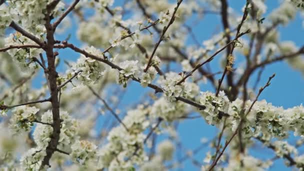Güneşli Bir Bahar Gününde Çiçek Açan Erik Ağacı Çiçekleri — Stok video