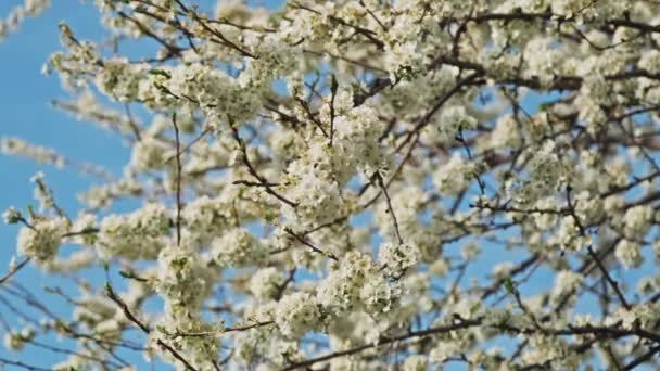 Квітучі Сливові Квіти Сонячний Весняний День — стокове відео