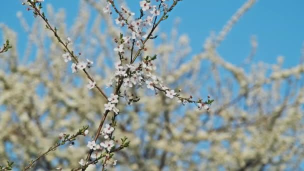 Blossoming Plum Tree Flowers Sunny Spring Day — Stock Video