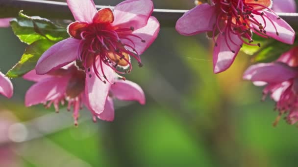 Цветущие Персиковые Деревья Розовые Цветы Солнечный Весенний День Макро — стоковое видео
