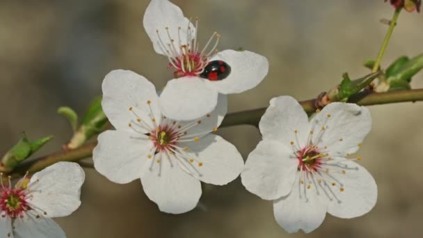 Švestkové Květy Makro Brouci Stromě Slunečného Dne Jarní Pozadí Kvetoucí — Stock video