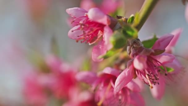 Blossoming Peach Tree Pink Flowers Sunny Spring Day Macro — Stock Video