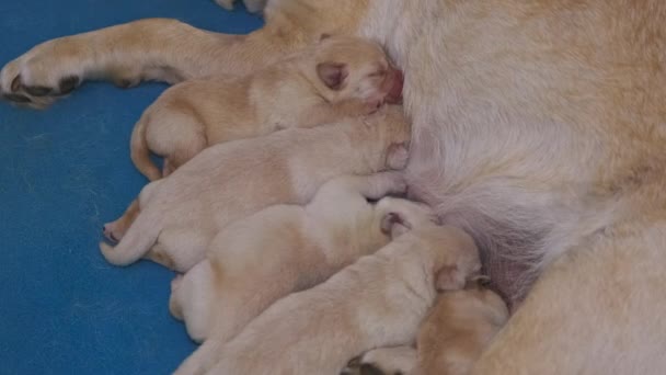 Labrador Retriever Adalah Menyusui Anak Anaknya Sekelompok Anak Anjing Yang — Stok Video