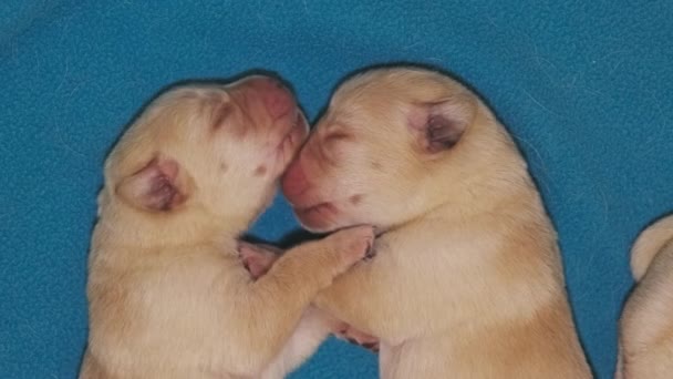Recém Nascido Amarelo Labrador Cachorros Cão Dormindo — Vídeo de Stock