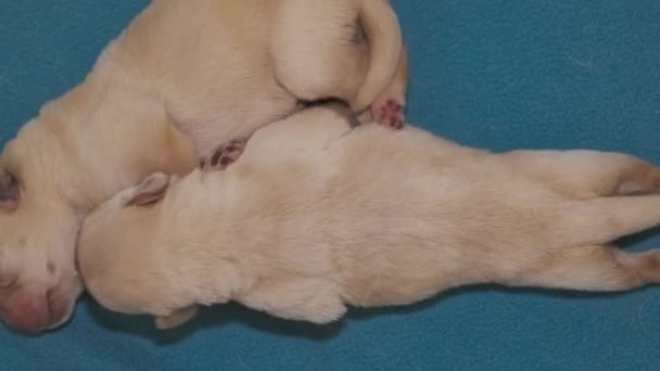 新生児黄色のラブラドール子犬の犬 — ストック動画