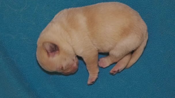 Recién Nacido Perro Labrador Amarillo Durmiendo — Vídeos de Stock