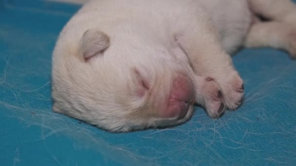 Novorozeně Žlutý Labrador Štěně Spící Pes — Stock video