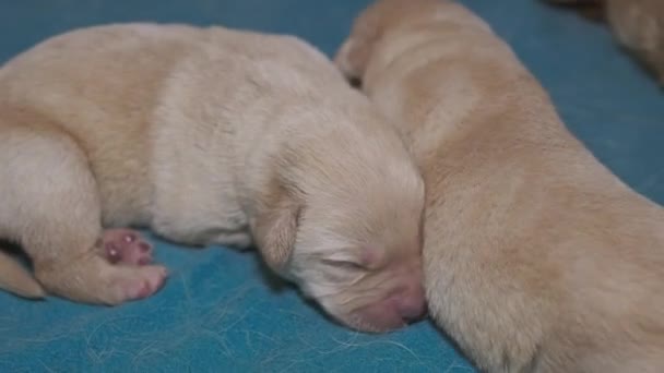 Újszülött Sárga Labrador Kölykök Kutya — Stock videók