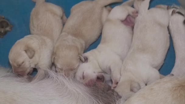 Labrador Retriever Își Alăptează Cățelușii Grup Pui Nou Născuți Care — Videoclip de stoc