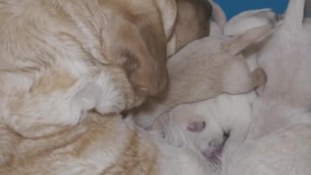 Labrador Retriever Își Alăptează Cățelușii Grup Pui Nou Născuți Care — Videoclip de stoc