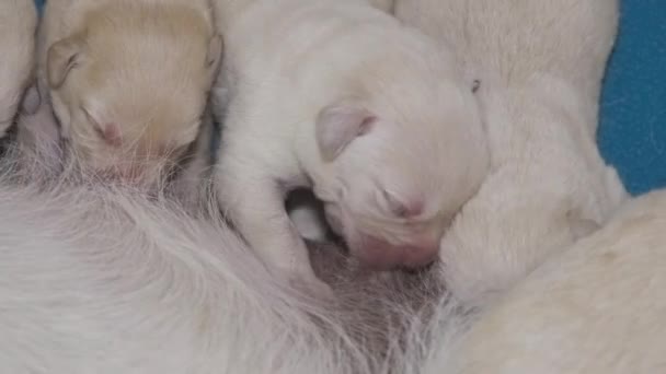 ラブラドール レトリバーは彼女の子犬を母乳で育てています 食事を持っている新生児子犬のグループ — ストック動画
