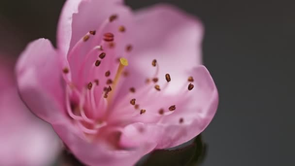晴れた春の日に桃の木のピンクの花を咲かせる マクロ4K — ストック動画