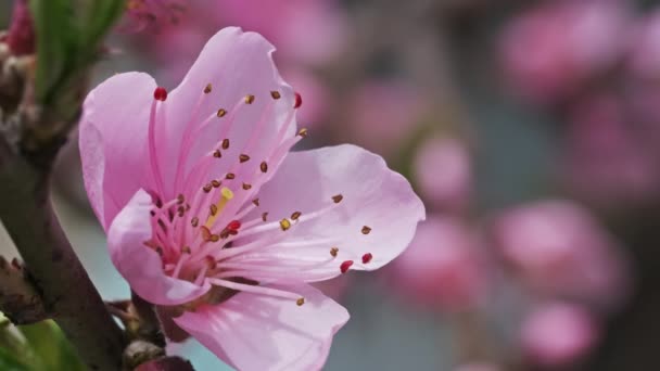 Blomstrende Fersken Træ Lyserøde Blomster Solrig Forårsdag Makro – Stock-video