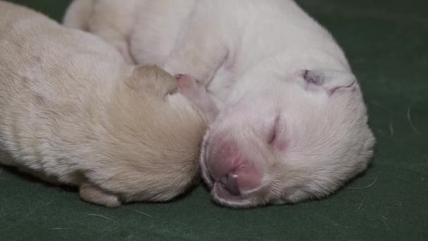 Chien Nouveau Labrador Jaune Chiot Dormir — Video