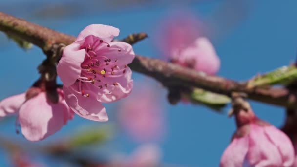 Fioritura Fiori Pesco Rosa Una Giornata Sole Primaverile — Video Stock