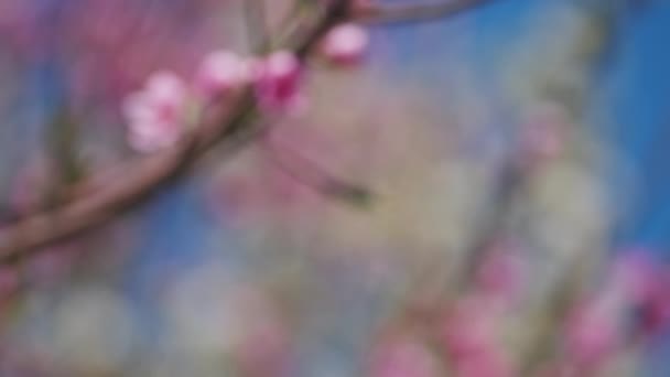 Indah Abstrak Blur Musim Semi Mekar Pohon Persik Latar Belakang — Stok Video