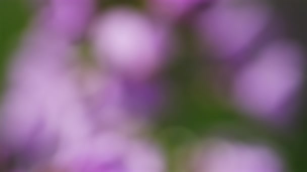 Abstract Beautiful Blur Spring Blossoming Flowers Background — Stock Video