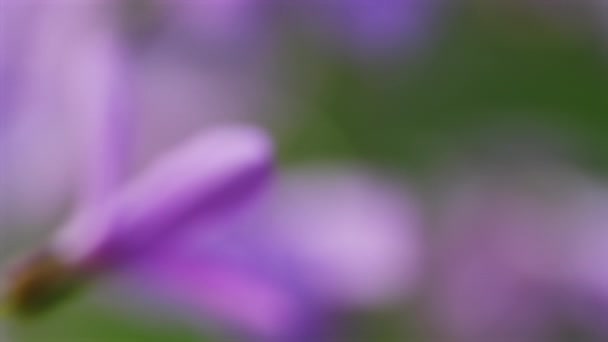 Abstract Beautiful Blur Spring Blossoming Flowers Background — Stock Video