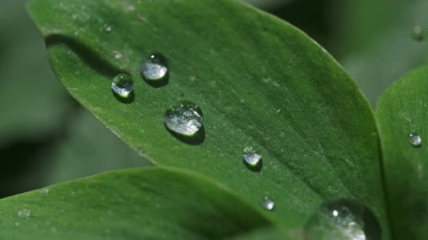 Gotas Água Uma Grama Verde Folhas Após Chuva Floresta Macro — Vídeo de Stock