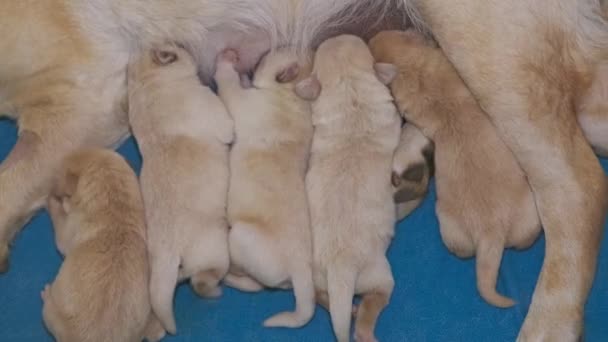 ラブラドール レトリバーは彼女の子犬を母乳で育てています 食事を持っている新生児子犬のグループ — ストック動画