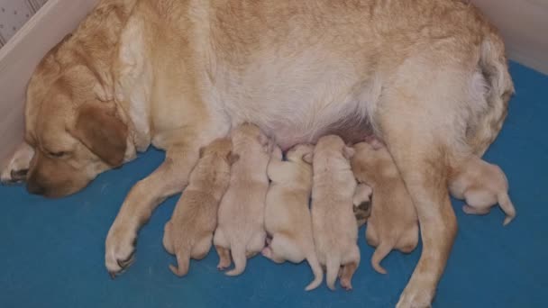 Labrador Retriever Yavrularını Emziriyor Bir Grup Yeni Doğmuş Yavru Yemek — Stok video