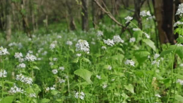 Wiosenny Krajobraz Kwitnącymi Kwiatami Lesie Zdjęcie Suwaka — Wideo stockowe
