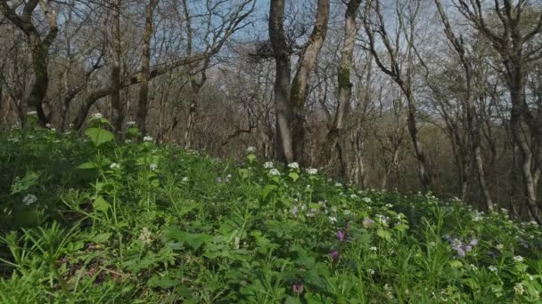 森の中の丘の上に咲く花と春の風景 スライダードリーショット — ストック動画