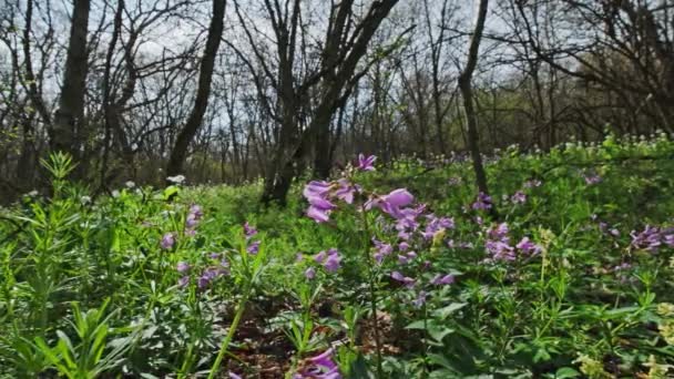 森の中に咲く花と春の風景 スライダードリーショット — ストック動画
