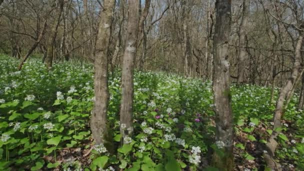 森の中に咲く花と春の風景 スライダードリーショット — ストック動画