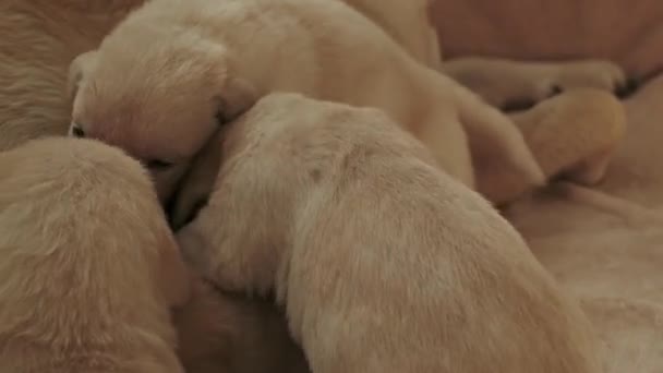 Labrador Retriever Cão Está Amamentando Seus Filhotes Grupo Filhotes Cachorro — Vídeo de Stock