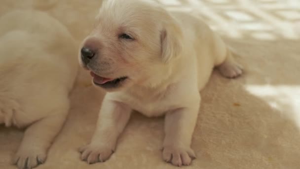 Jonge Gele Labrador Puppy Huilend — Stockvideo