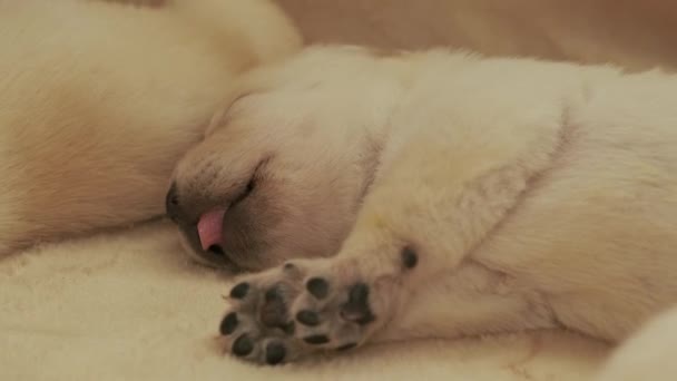 Joven Perro Labrador Amarillo Durmiendo — Vídeos de Stock