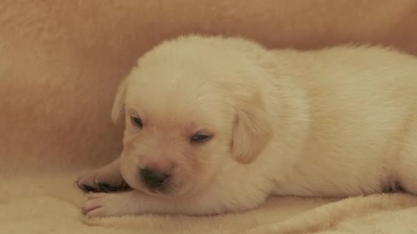 Tineri Câine Labrador Galben — Videoclip de stoc