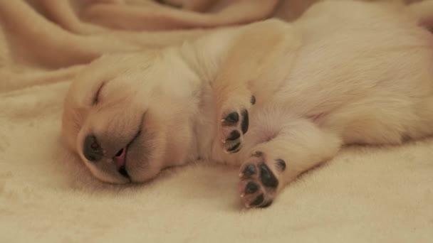Спящая Собака Желтого Лабрадора — стоковое видео
