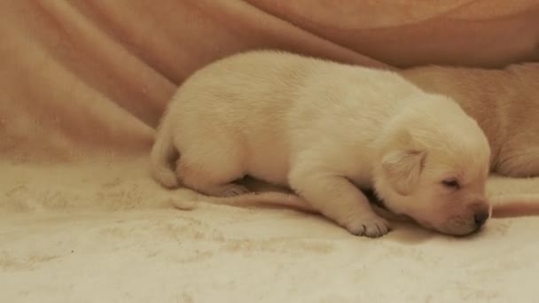 Unga Gula Labrador Valpar Hund — Stockvideo
